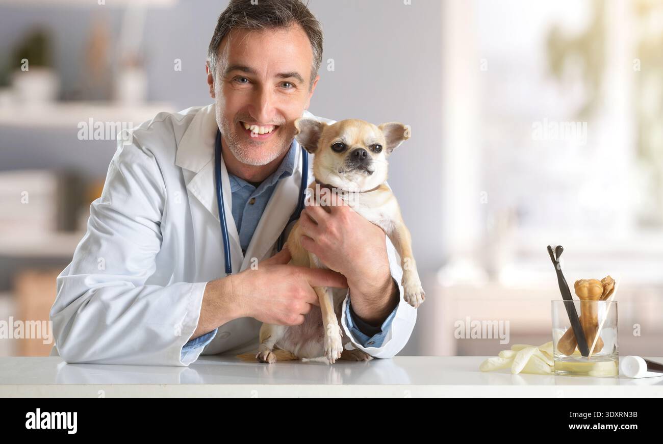 Un veterinario caucasico di mezza età sorride mentre tiene un piccolo Chihuahua su un tavolo della clinica, creando un'atmosfera calda e accogliente. Foto Stock