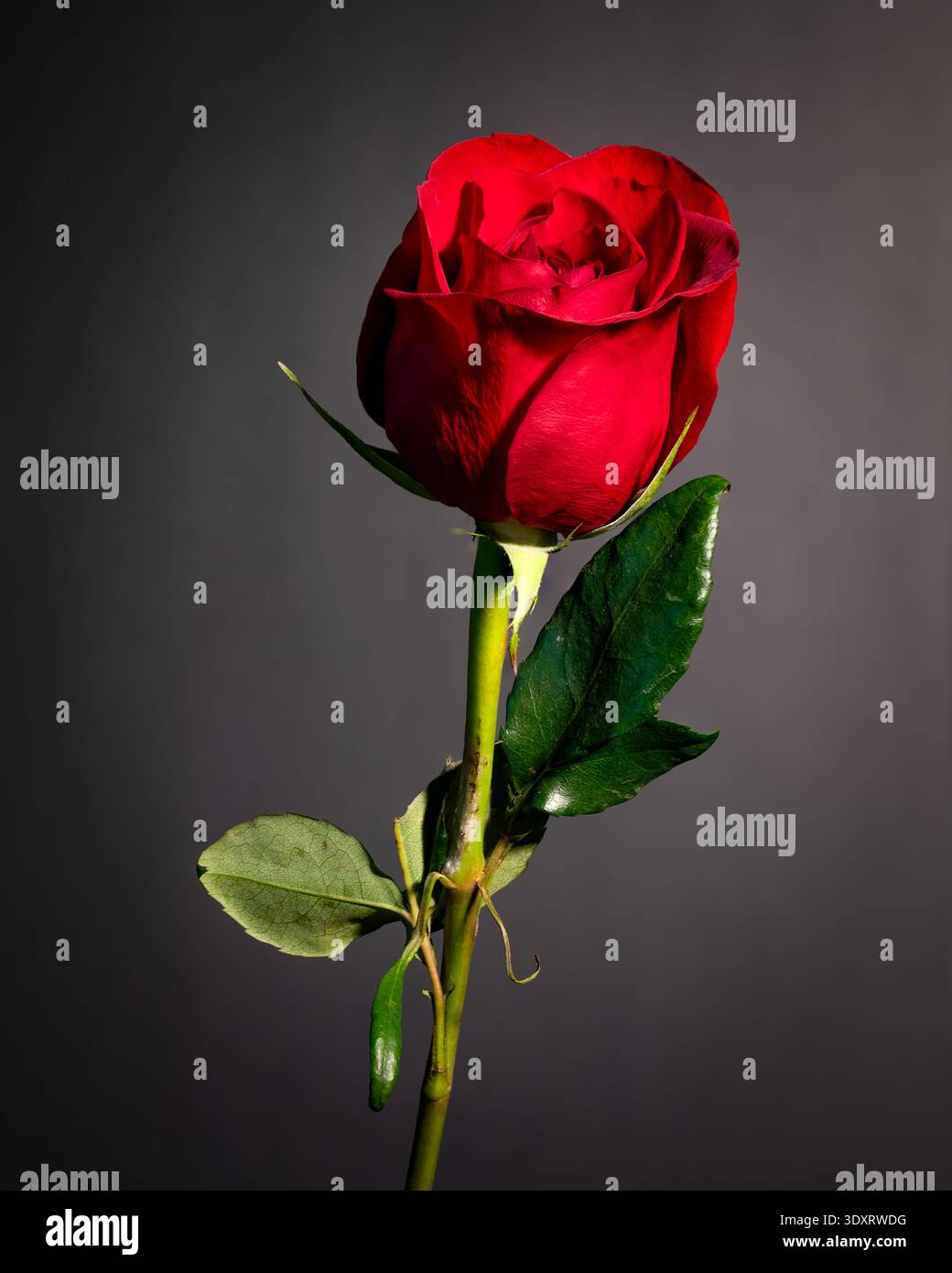 Rosa rossa singola su sfondo nero. Foto Stock