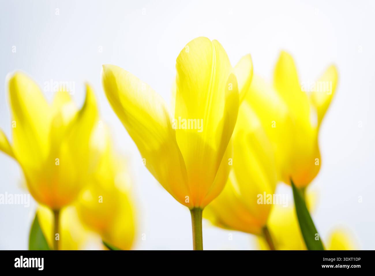 Tulipani gialli brillanti che sbocciano contro il cielo azzurro in primavera. Foto Stock