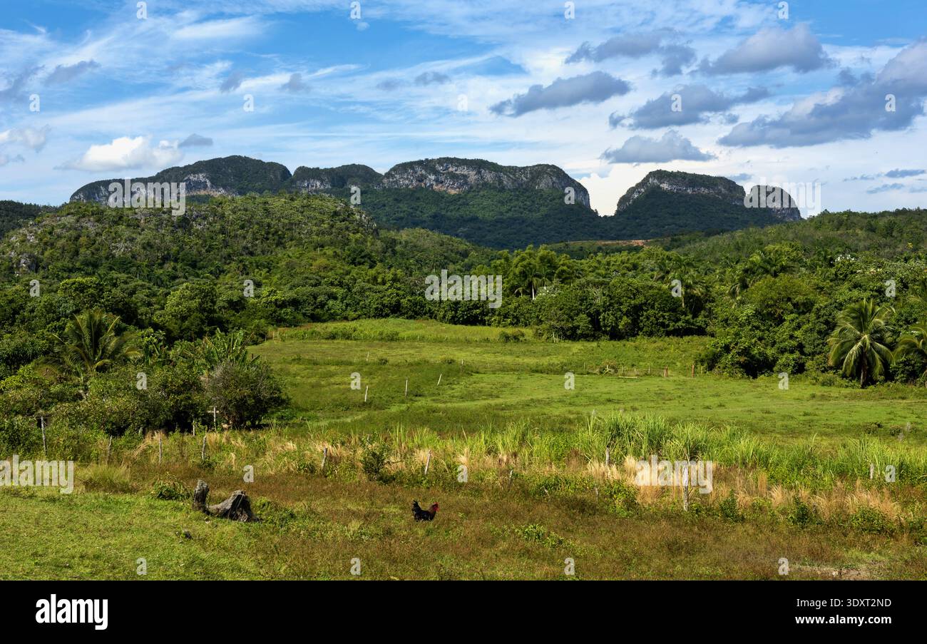 Vinales Valley in Cuba Foto Stock