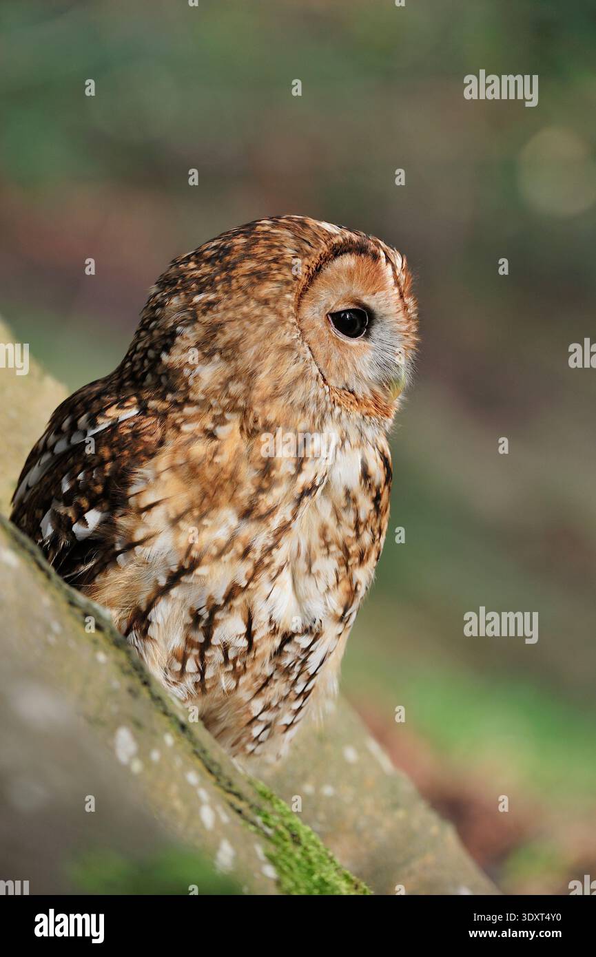 Tawny Owl (Strix aluco) primo piano dell'uccello adulto in cattività falconiere Midlothian, Scozia, marzo Foto Stock
