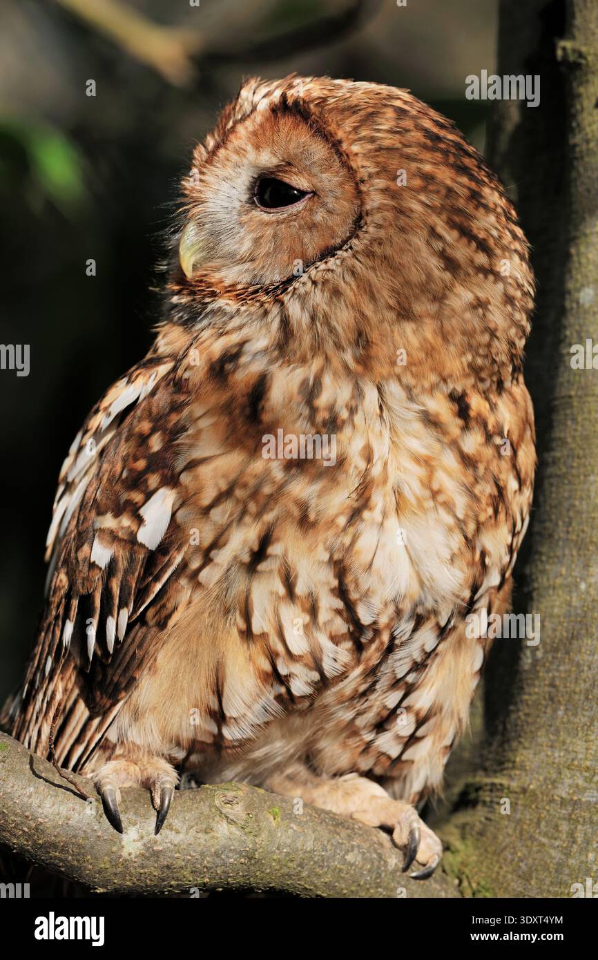 Tawny Owl (Strix aluco) primo piano dell'uccello adulto in cattività falconiere Midlothian, Scozia, marzo Foto Stock