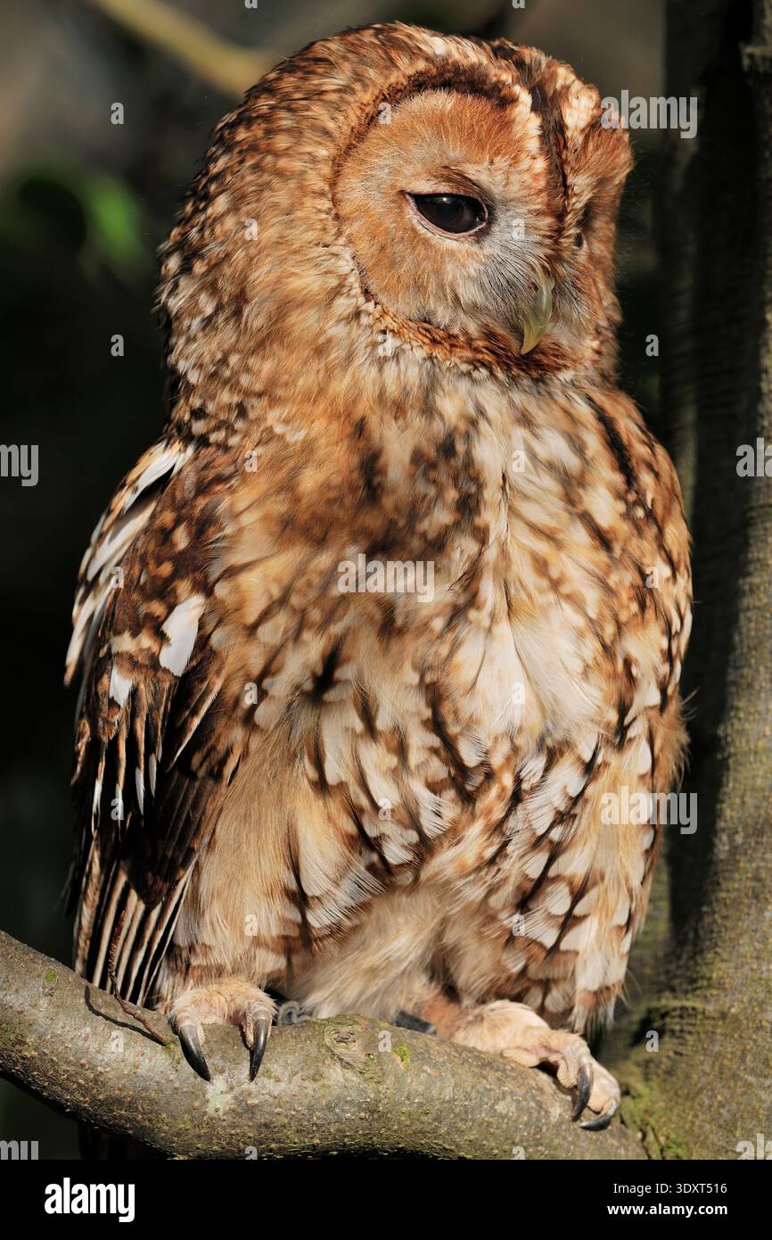 Tawny Owl (Strix aluco) primo piano dell'uccello adulto in cattività falconiere Midlothian, Scozia, marzo Foto Stock