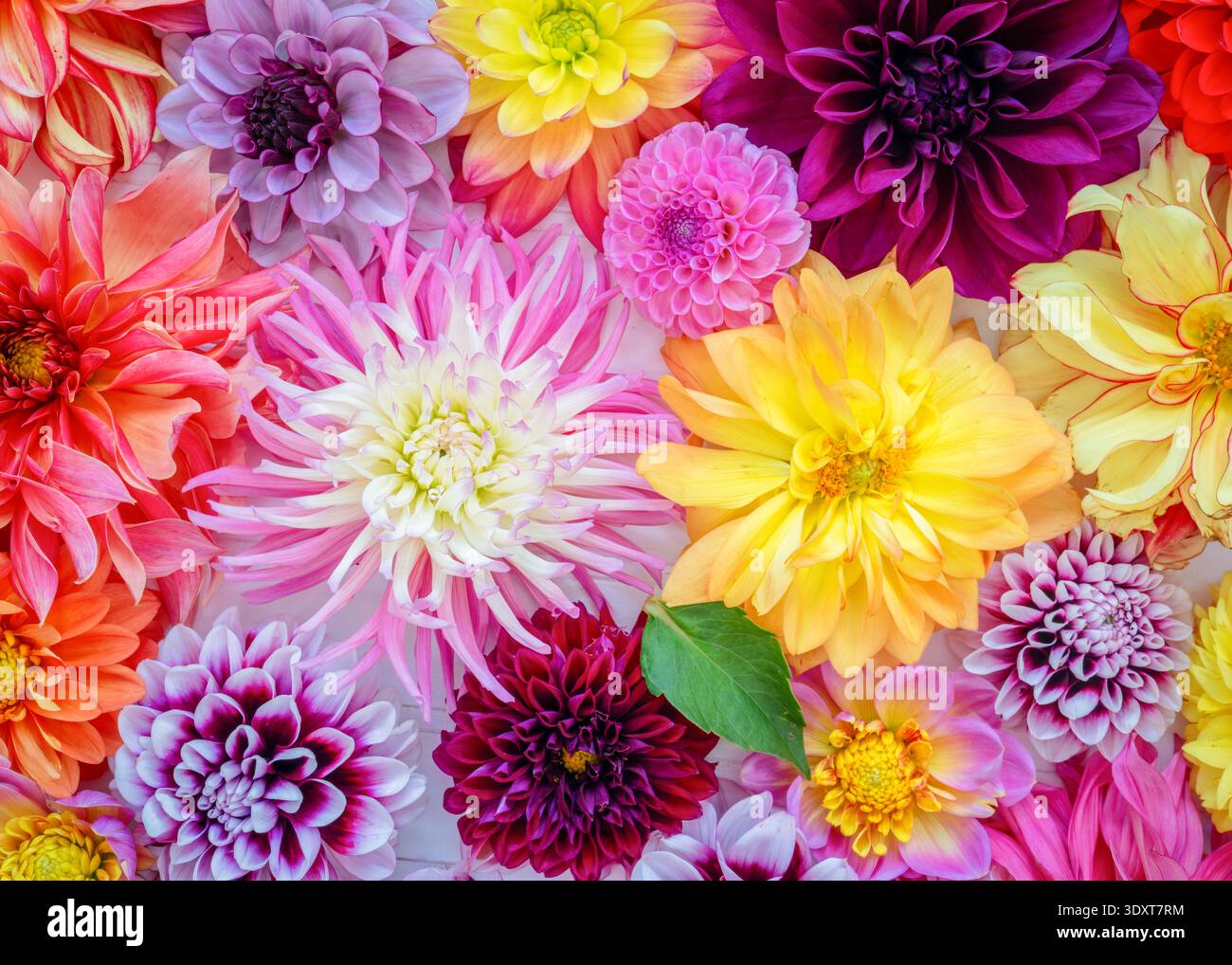 Vista dall'alto di tutti i diversi tipi e colori di dahlia. Foto Stock