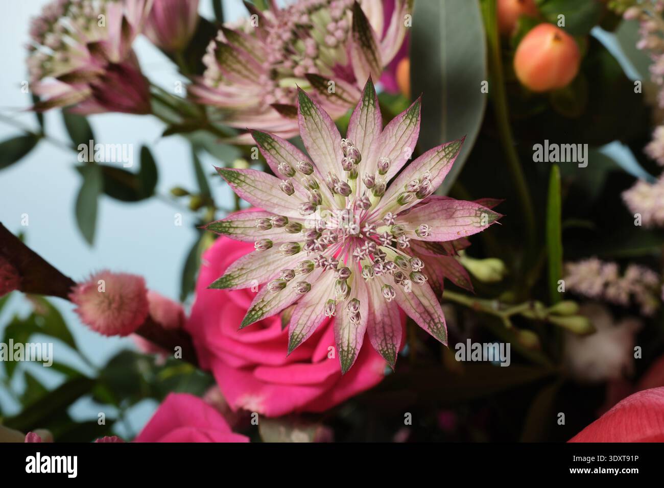 Macro di fiore astrantia rosa con petali a forma di stella in un bouquet colorato con rose e vegetazione. Foto Stock