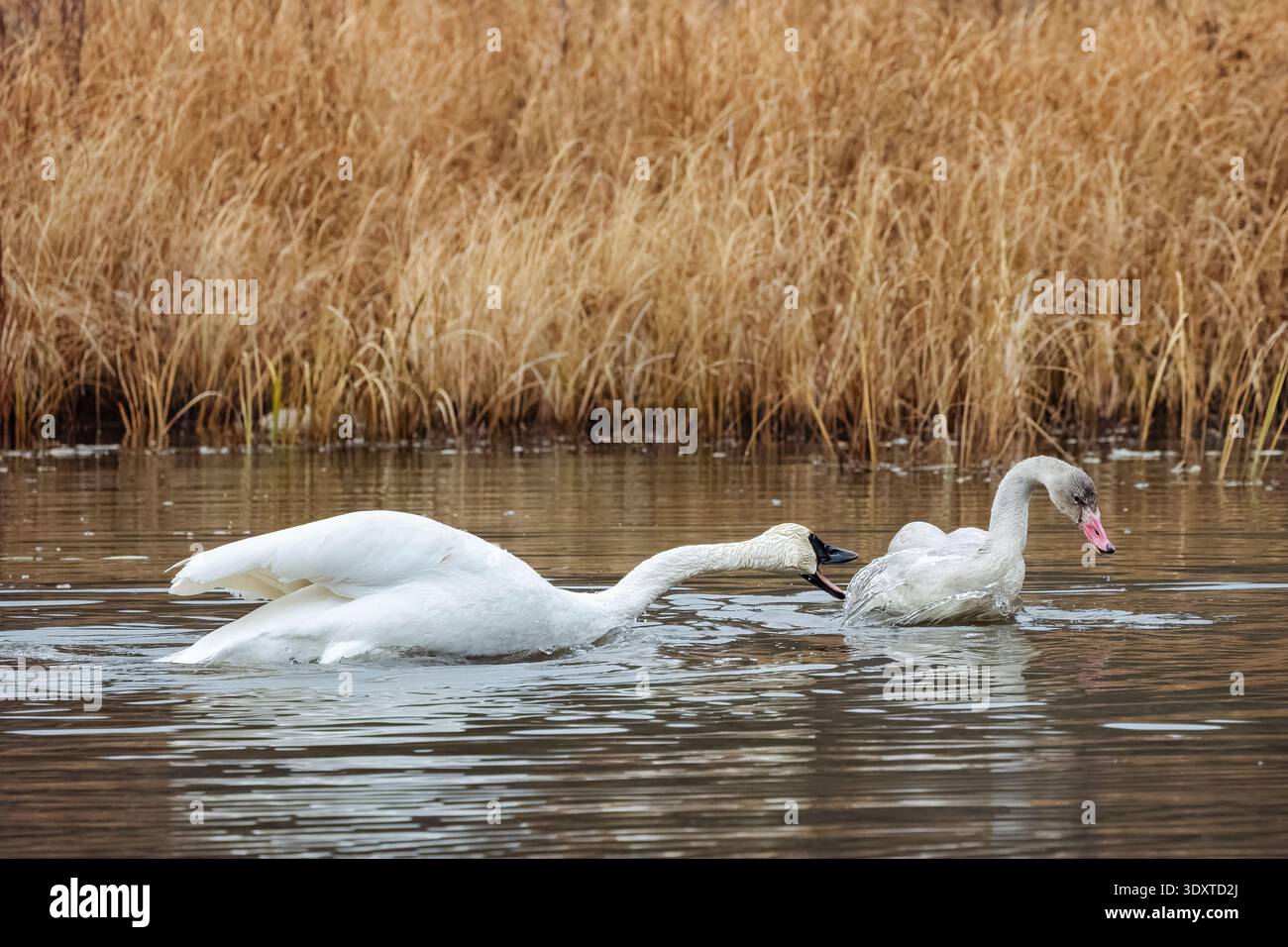 Il trombettista Swan rimprovera cygnet nel lago dell'Alaska centro-meridionale. Foto Stock