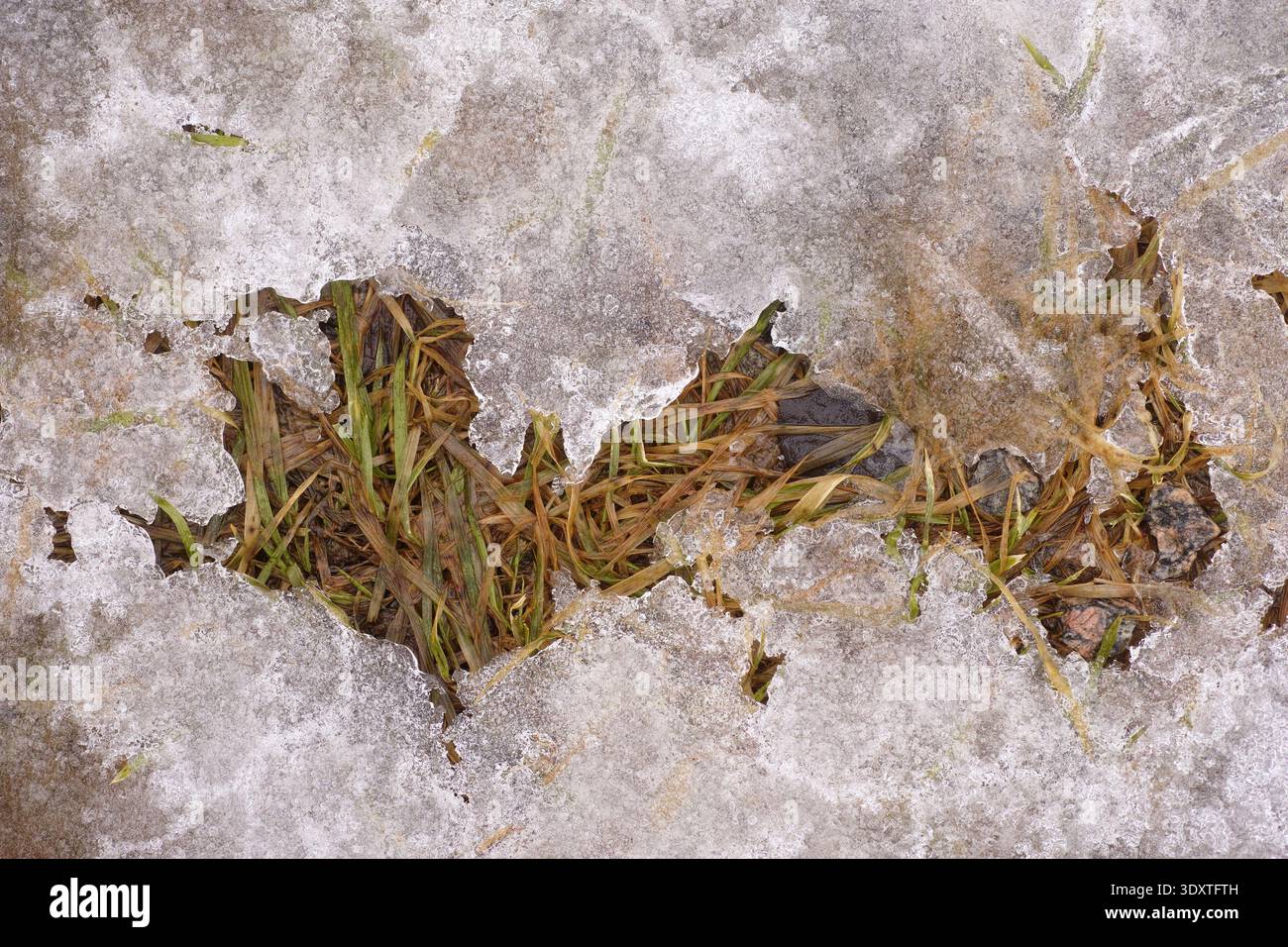 Vecchia erba gialla che sbircia attraverso un buco in un sottile strato di ghiaccio cristallino e neve all'inizio della primavera. Primo piano. Foto Stock
