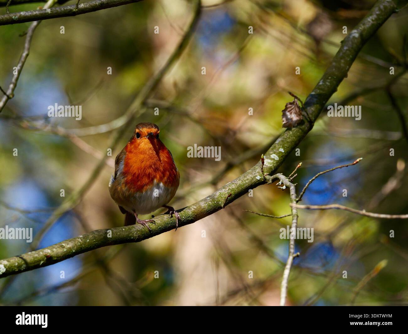 Pettirosso (Erithacus rubecula) Foto Stock