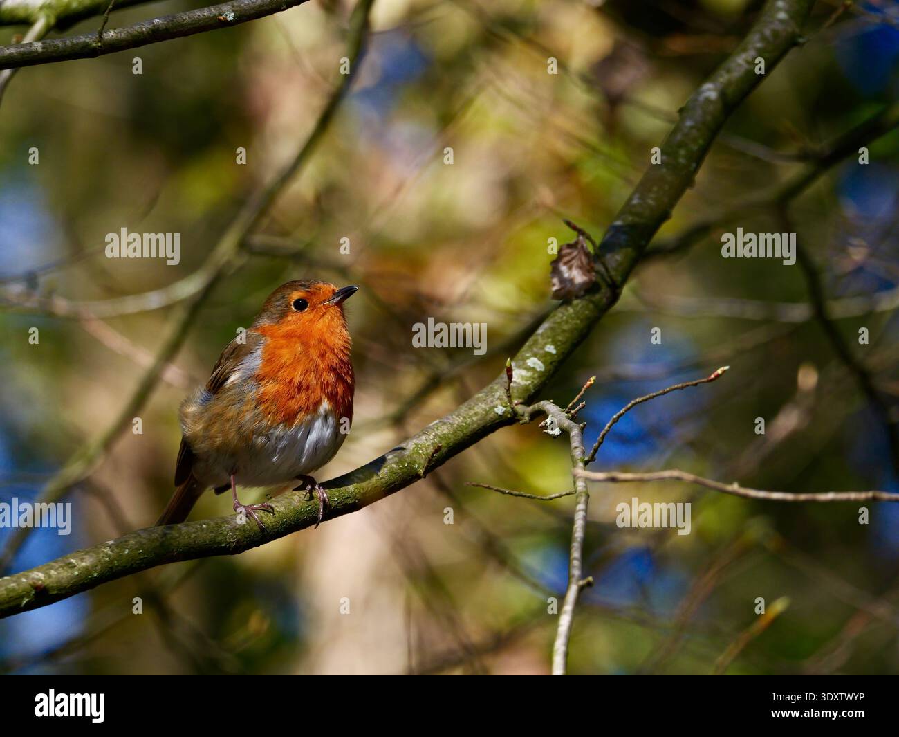 Pettirosso (Erithacus rubecula) Foto Stock