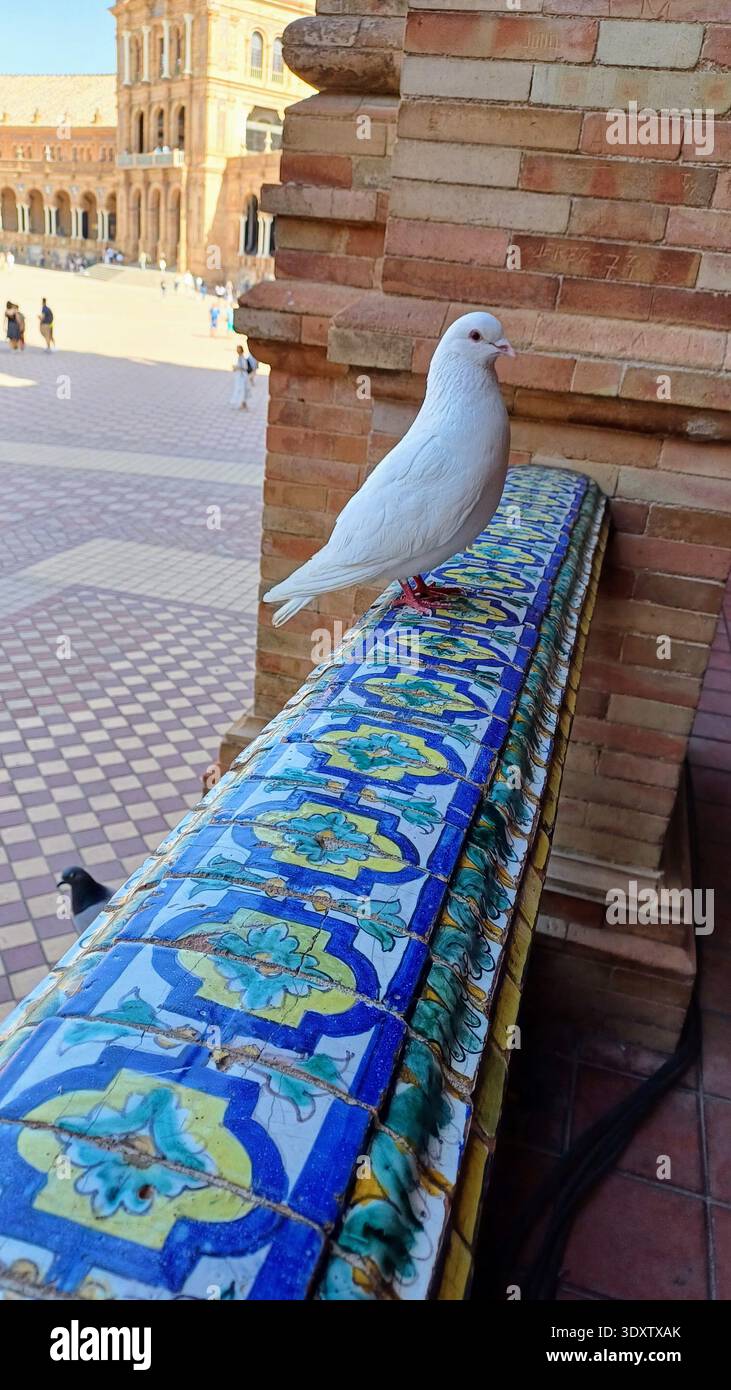 Piccione che riposa su una panchina di ceramica colorata in Plaza de España, Siviglia, Spagna Foto Stock