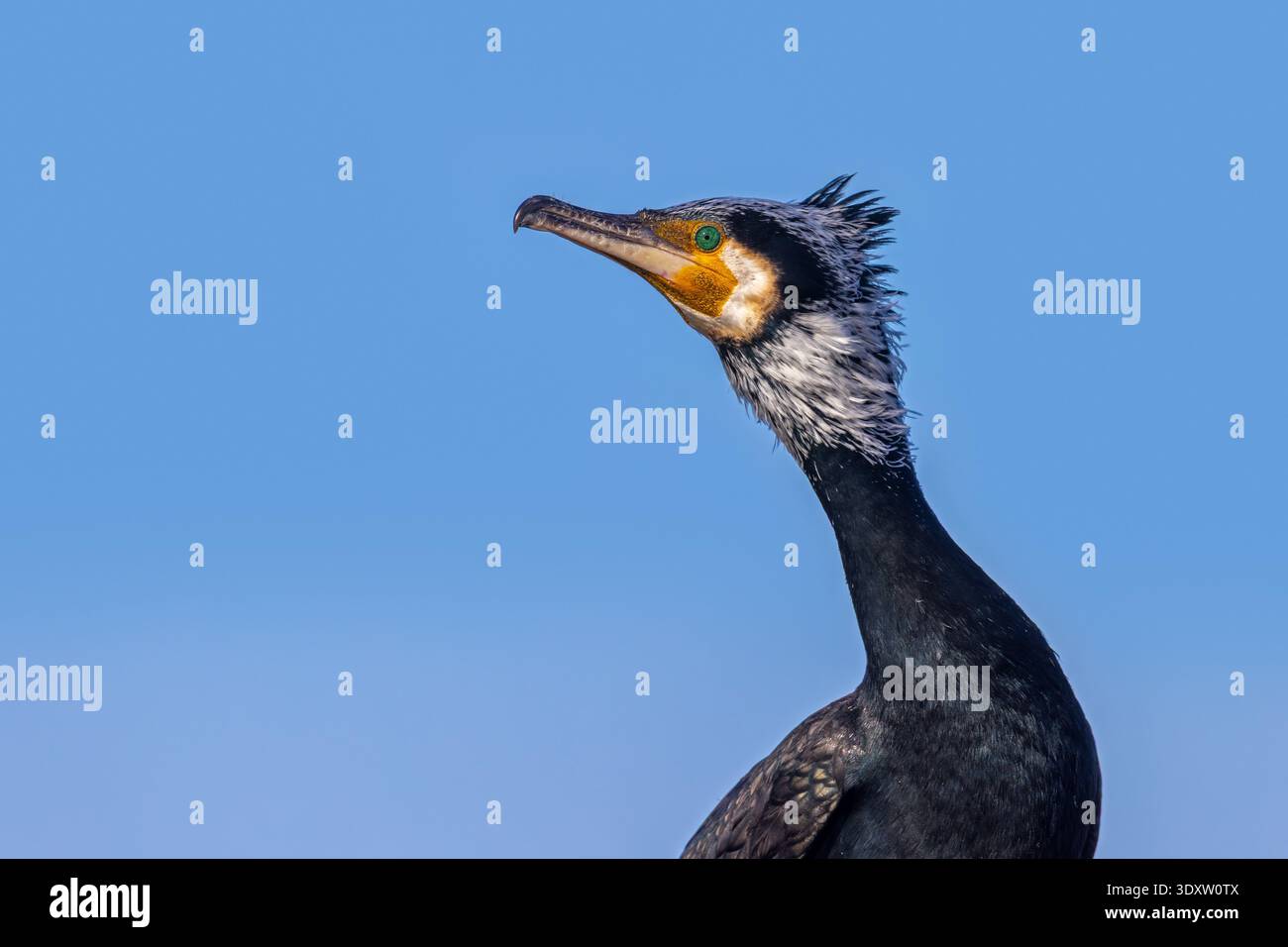 Ritratto ravvicinato del grande cormorano adulto / cormorano continentale (Phalacrocorax carbo sinensis) in piumaggio nel tardo inverno, febbraio Foto Stock