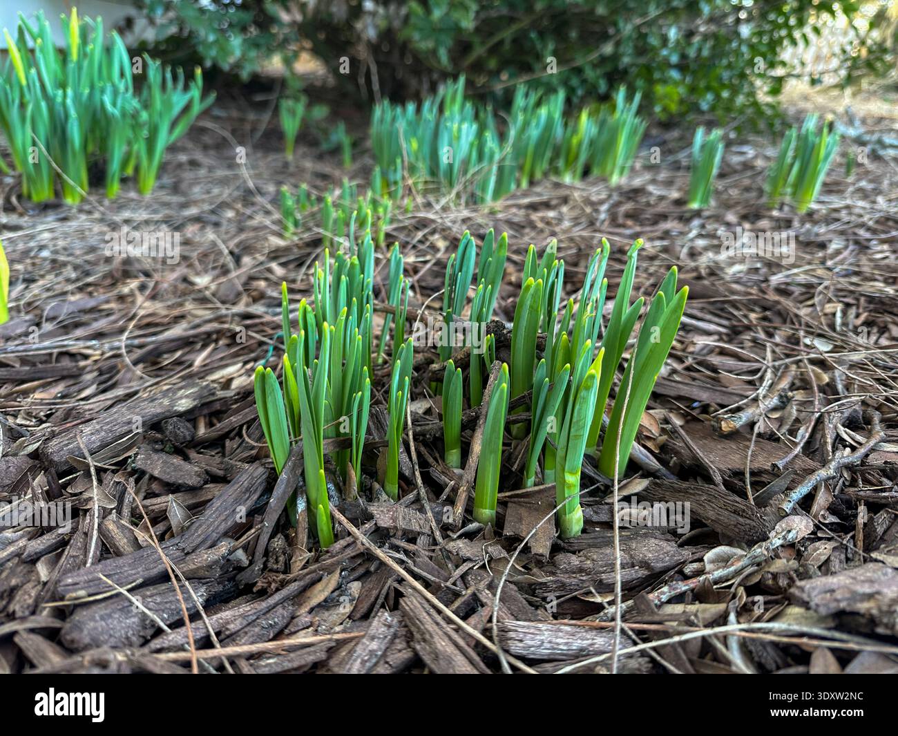 Primo piano di Daffodils che germogliano nello sporco all'inizio della primavera - Immagine stock catturata con smartphone