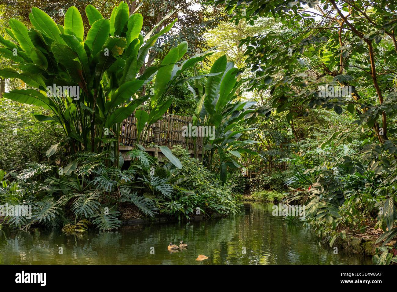 Lussureggiante paesaggio della giungla tropicale con laguna calma e piante esotiche ambiente naturale Paradiso Foto Stock