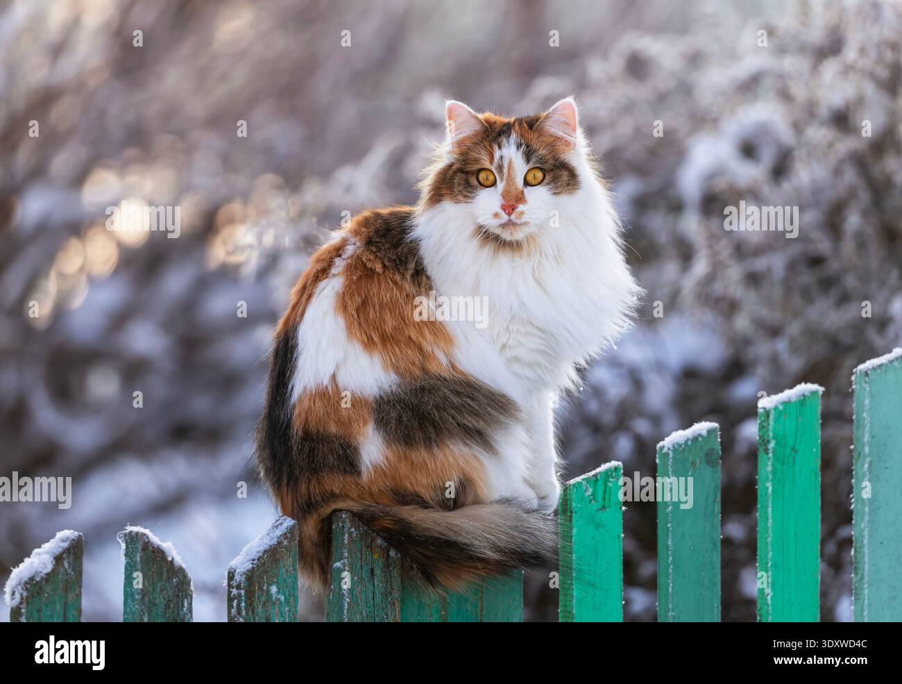 Ritratto di un gatto tricolore soffice con grandi occhi gialli seduto su una recinzione di legno verde in un giardino invernale innevato nel villaggio Foto Stock