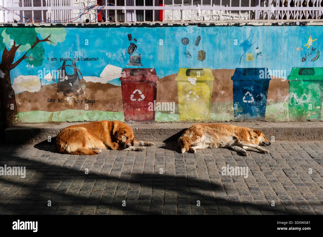 Due cani randagi dormono su una strada lastricata di pietra a Leh di fronte a un murale colorato che promuove il riciclaggio e la riduzione dei rifiuti. Foto Stock