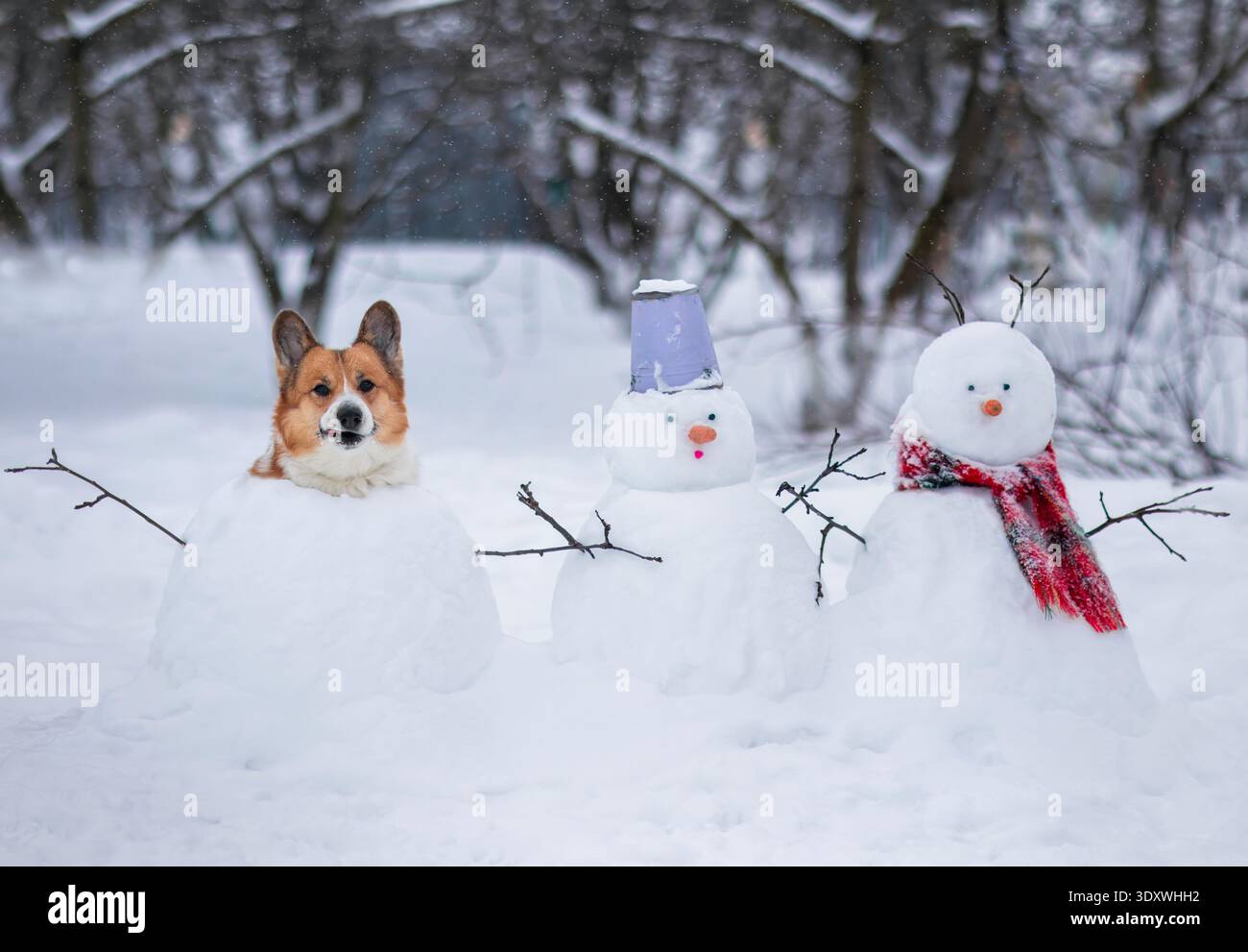 simpatico cane corgi seduto nel giardino d'inverno tra simpatici pupazzi di neve Foto Stock