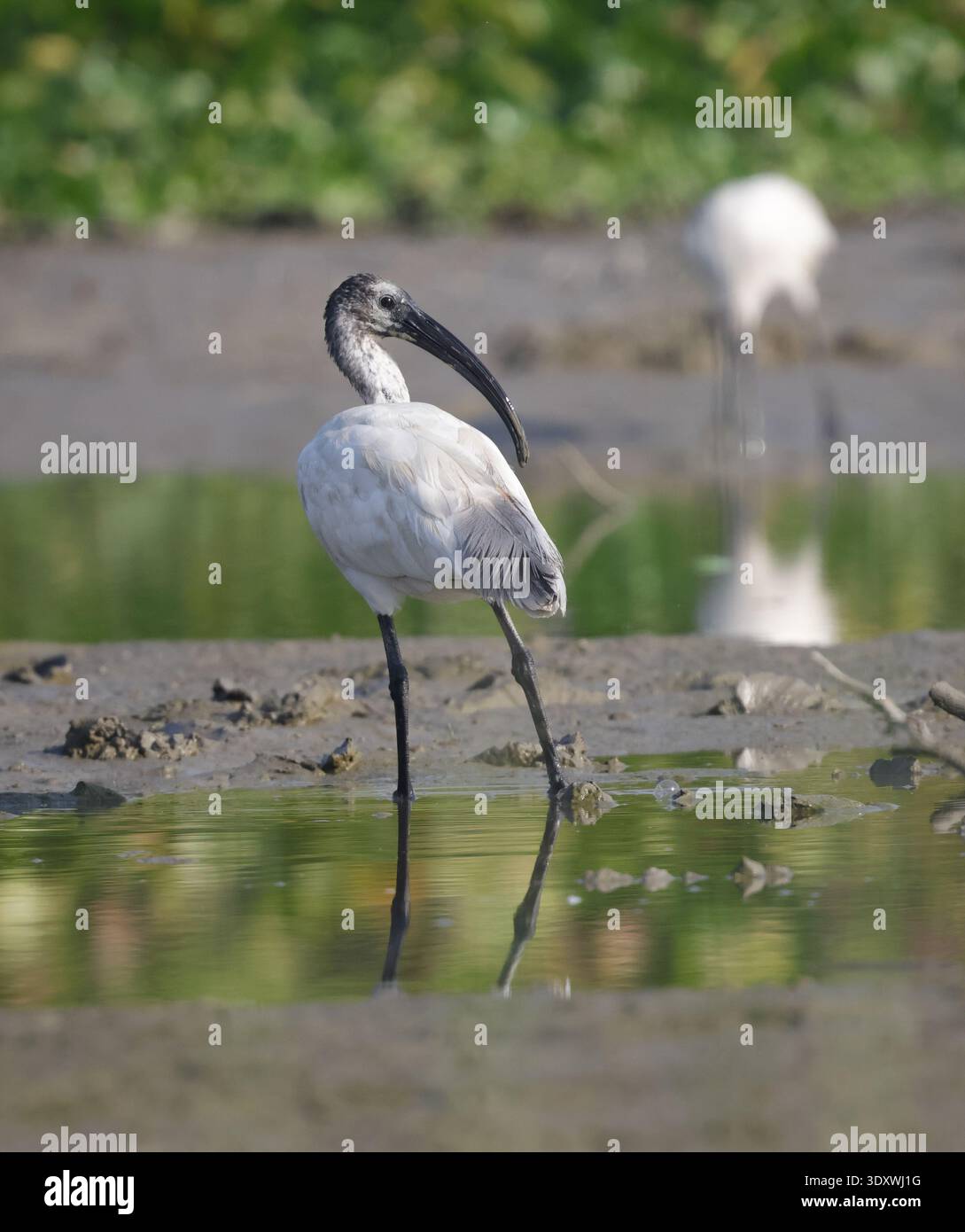 L'ibis dalla testa nera o ibis bianco orientale (Threskiornis melanocephalus) è una specie di uccello da guado della famiglia ibis Threskiornithidae. Foto Stock
