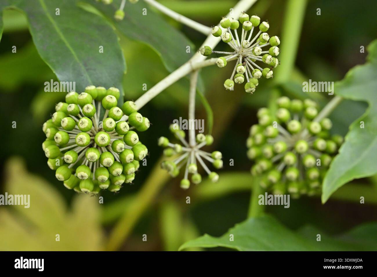 Pianta di Fatsia japonica con primo piano immaturo di boccioli di fiori, Madrid Spagna. Foto Stock