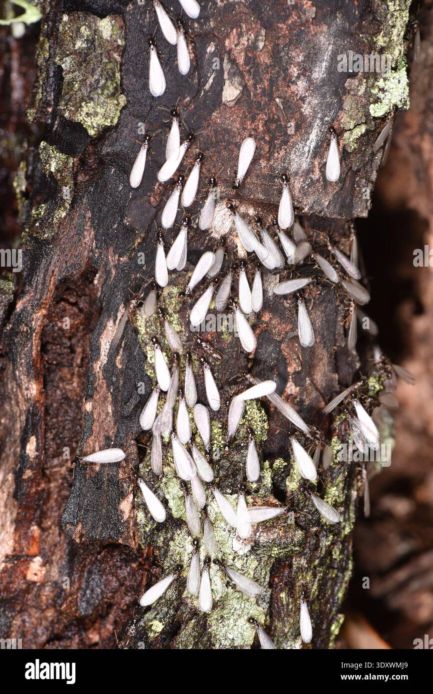 Termiti orientali sotterranei (Reticulitermes flavipes) che si scaldano. Questa è la termite più comune. Economicamente importante per i danni che causano Foto Stock