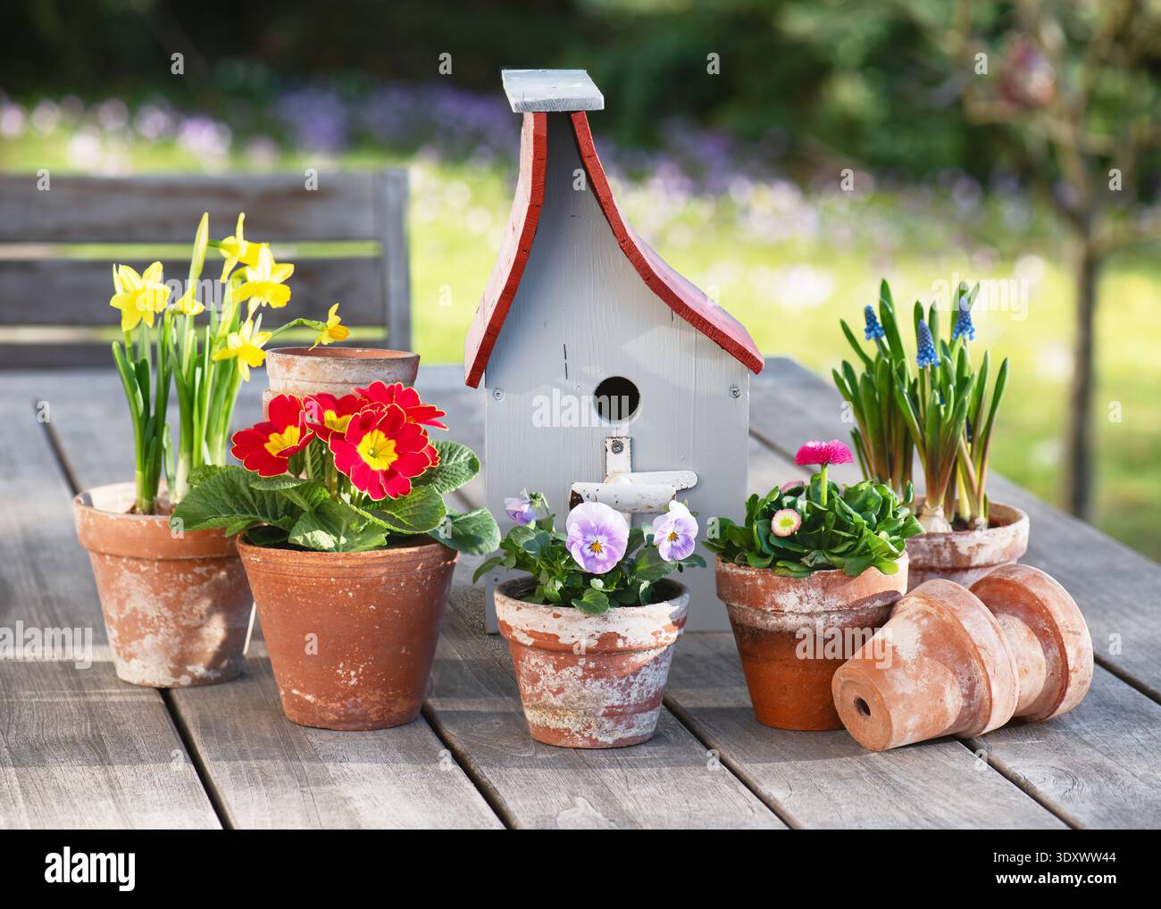 Rustica disposizione primaverile con pansia corna in fiore, primula, narcisi e giacinti d'uva in pentole di terracotta inalterate su un tavolo da giardino in legno. Foto Stock