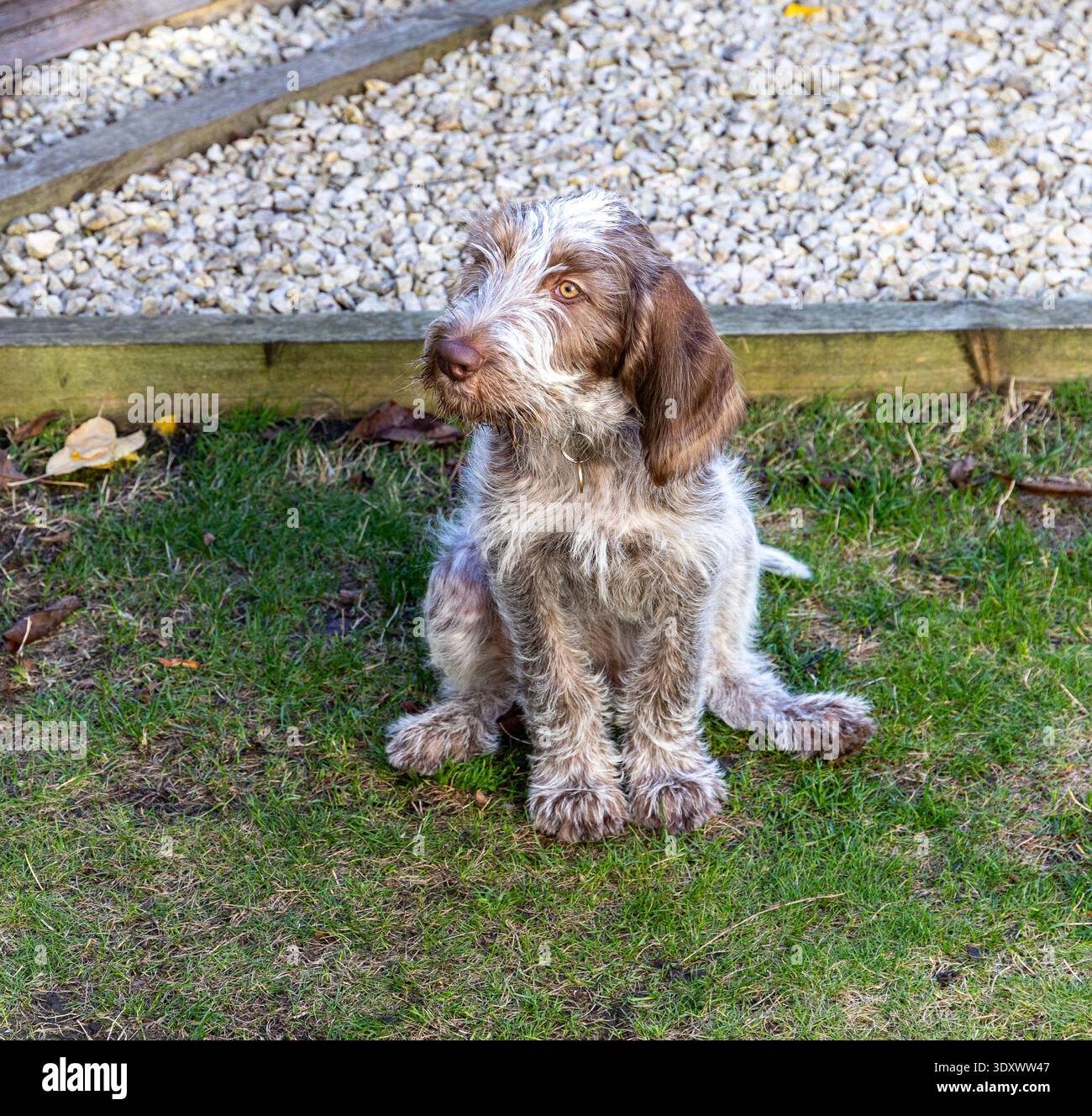 Simpatico cucciolo di Spinone italiano dai capelli spinone seduto con attenzione sull'erba verde in un giardino Foto Stock
