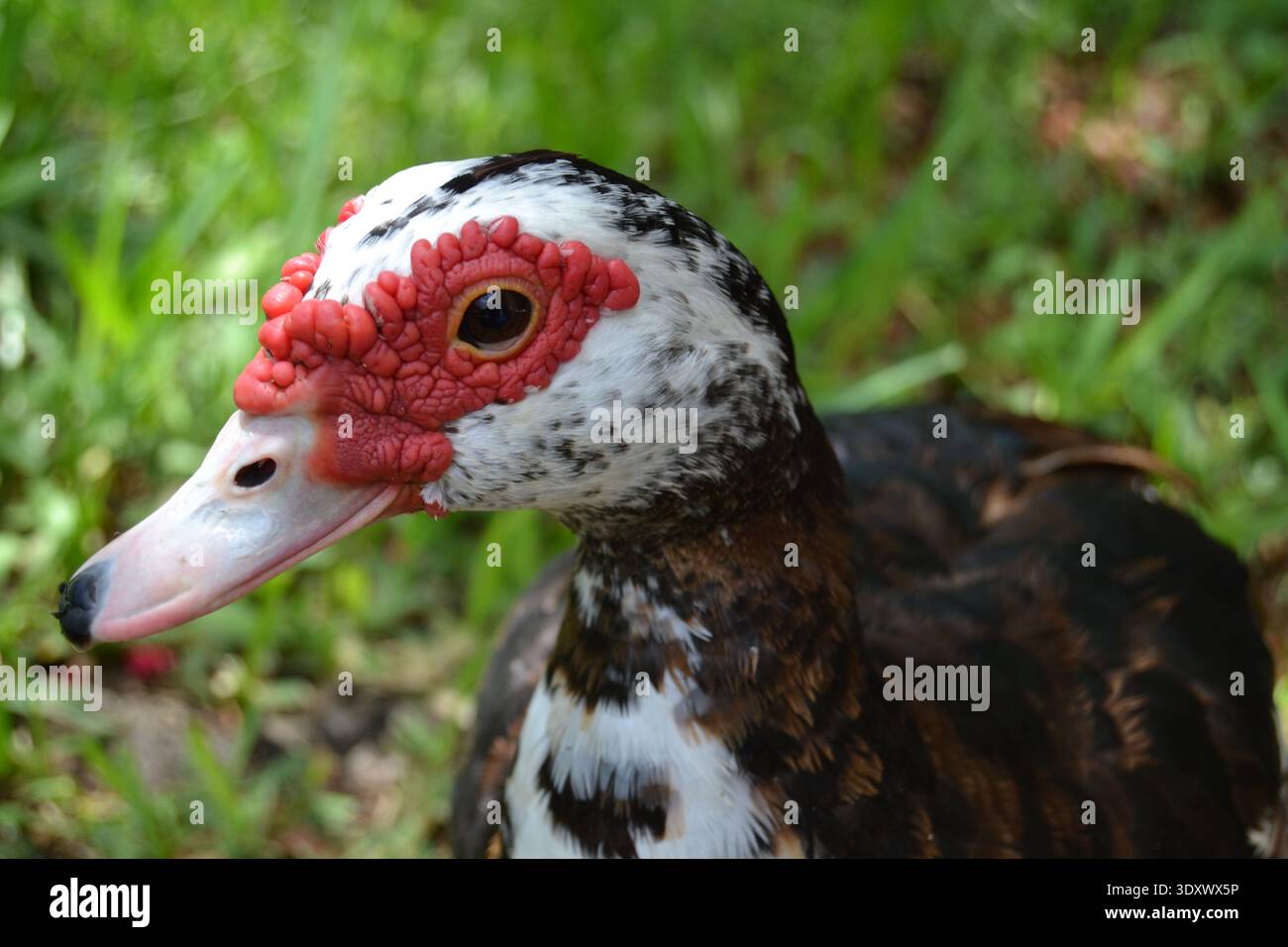 Femmina di anatra muta Foto Stock