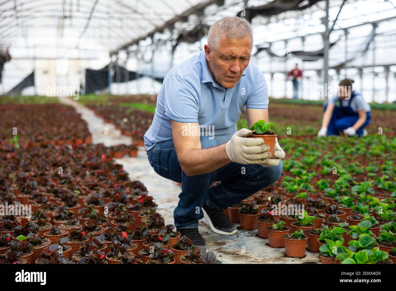 Un dipendente maschio maturo del magazzino all'ingrosso di piante ornamentali ispeziona giovani piantine di begonia Foto Stock