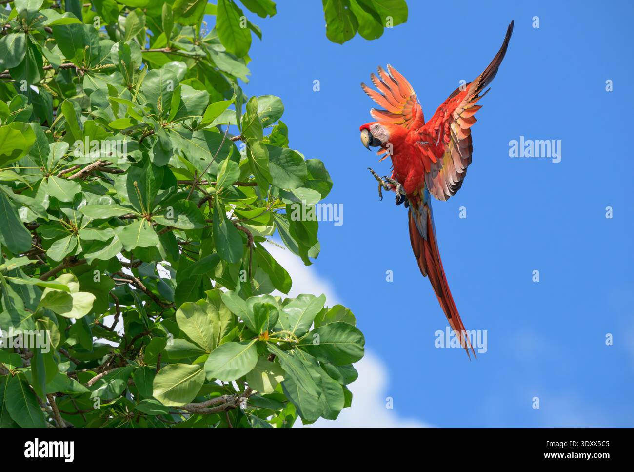 Macchia scarlatta (Ara macao) in avvicinamento al mandorlo, al Parco Nazionale del Corcovado, alla Penisola di osa, Costa Rica. Foto Stock