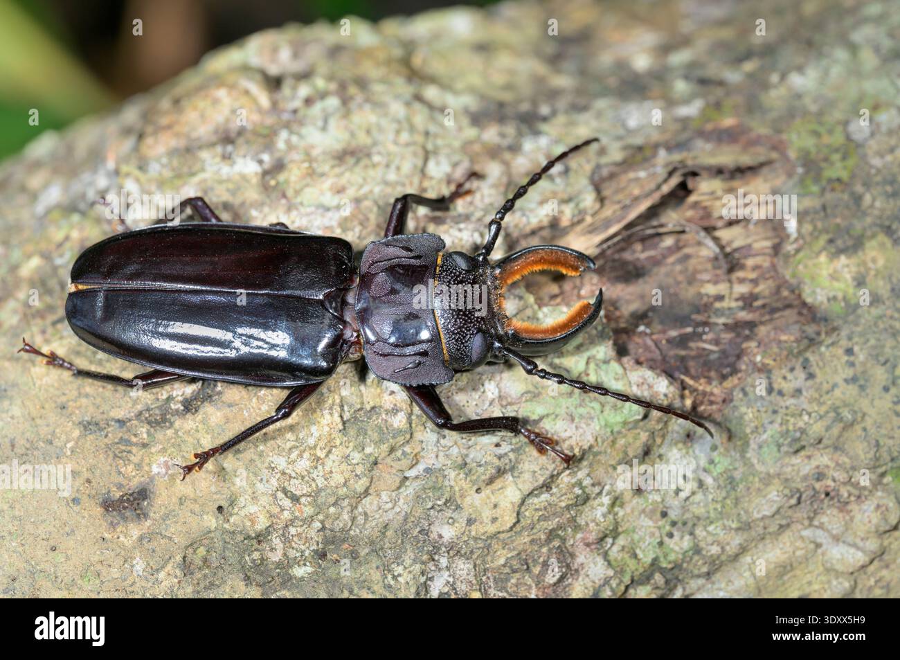Scarabeo borer maschio (Mallodon spinibarbis) da vicino, Parco Nazionale del Corcovado, Penisola di osa, Costa Rica. Foto Stock