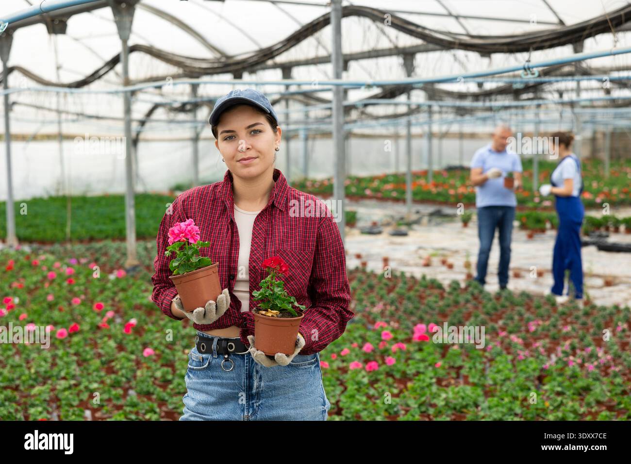 il giardiniere femminile mostra e offre la possibilità di scegliere tra le piantine di trapianto di gerani rosa e rosso Foto Stock