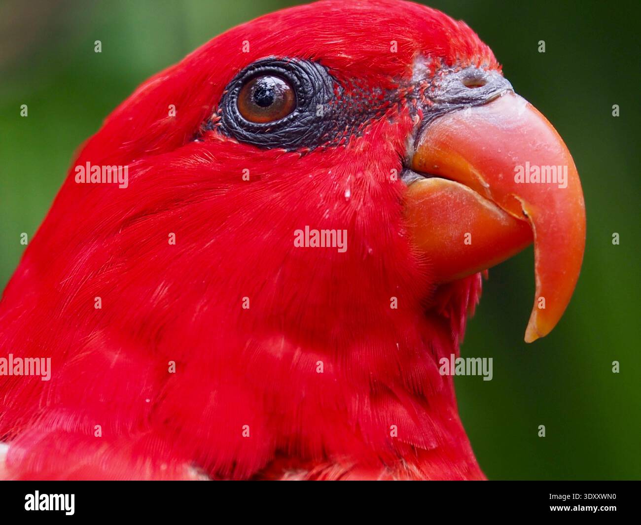 Magnifico ipnotico Red Lory in un'incredibile bellezza. Foto Stock