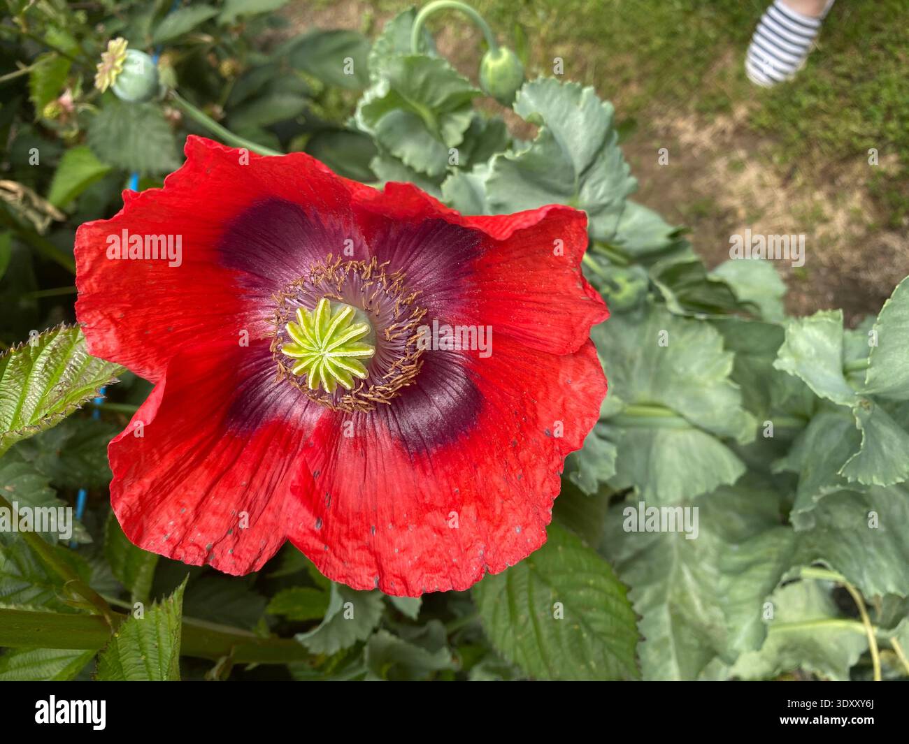 Ricordo Red Poppy Bloom Foto Stock