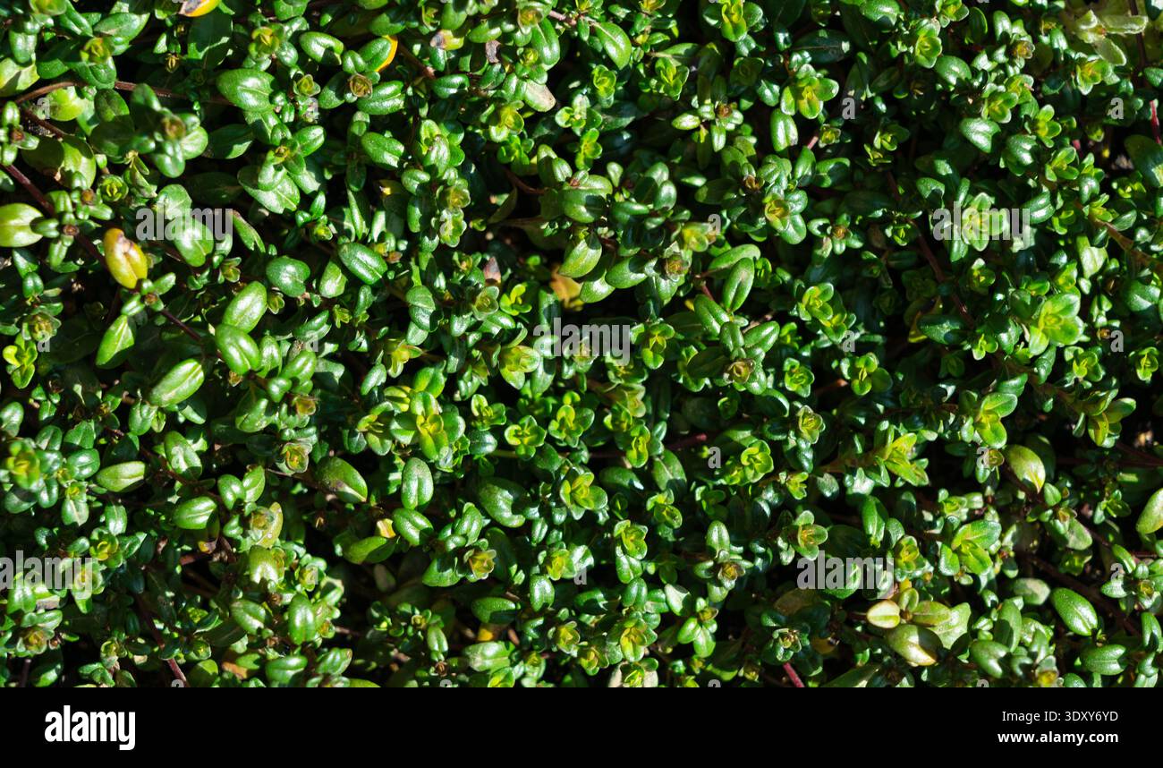 Primo piano di un terreno di timo verde fresco e strisciante copre il fogliame sotto la luce del sole Foto Stock