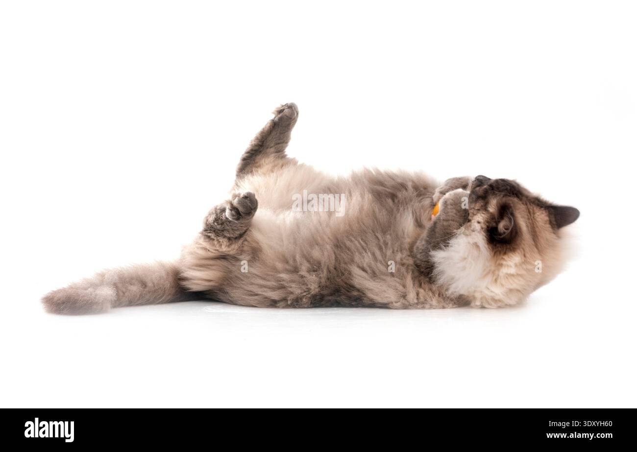 gatto siberiano di fronte a sfondo bianco Foto Stock