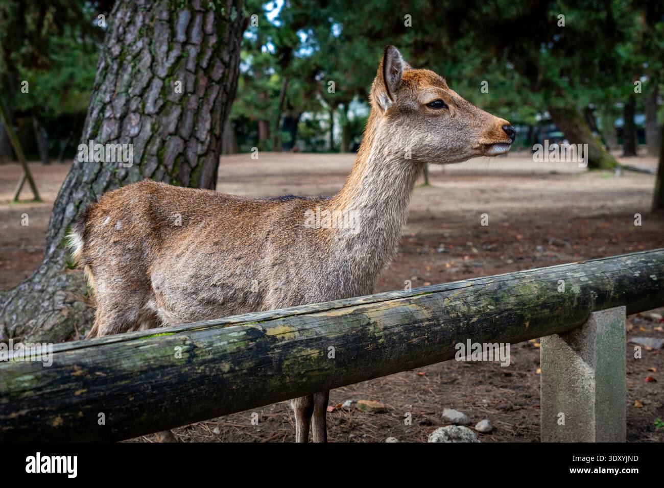 Giovane femmina Sika Deer in piedi da Low Wooden Fence nel Parco di Nara Giappone Foto Stock