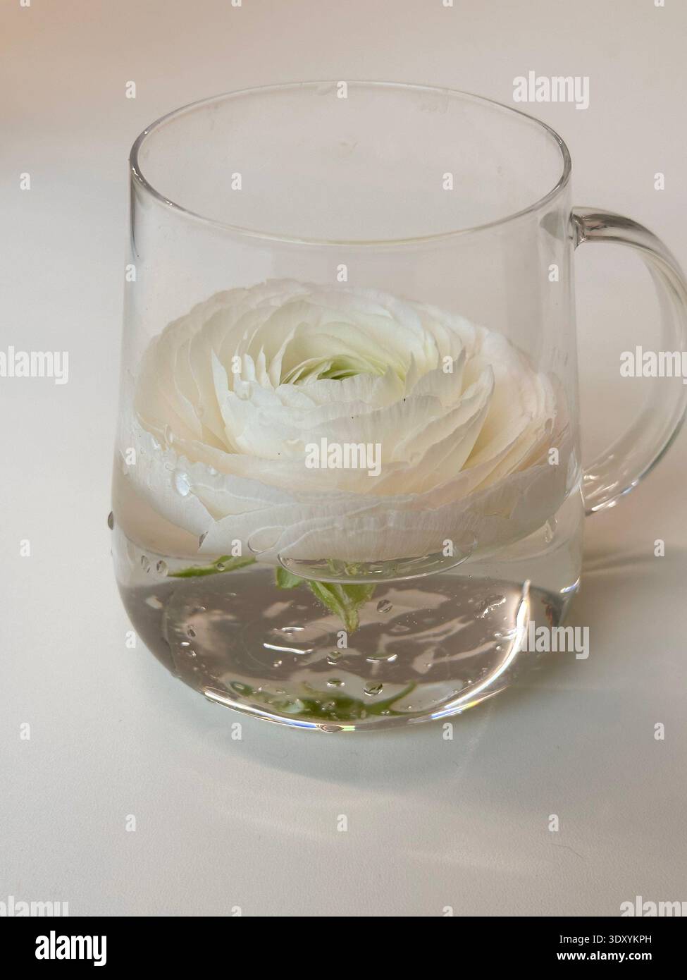 Fiore bianco ranunculus galleggiante in tazza di vetro con acqua, natura morta dal design minimalista Foto Stock