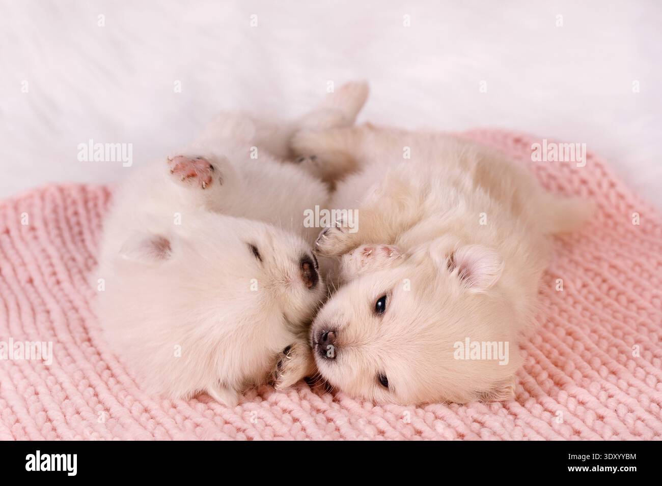 Due simpatici cuccioli bianchi di spitz della pomerania dormono insieme su una coperta a maglia rosa. Foto Stock