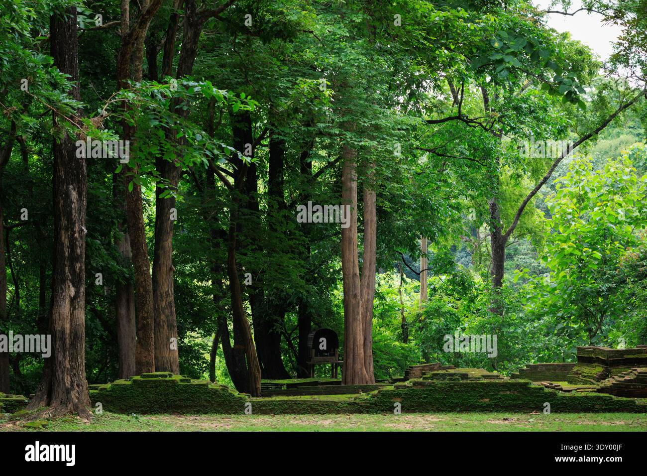 Antiche pietre di fondazione del tempio coperte di muschio e circondate da alti alberi a Chiang mai, Thailandia Foto Stock