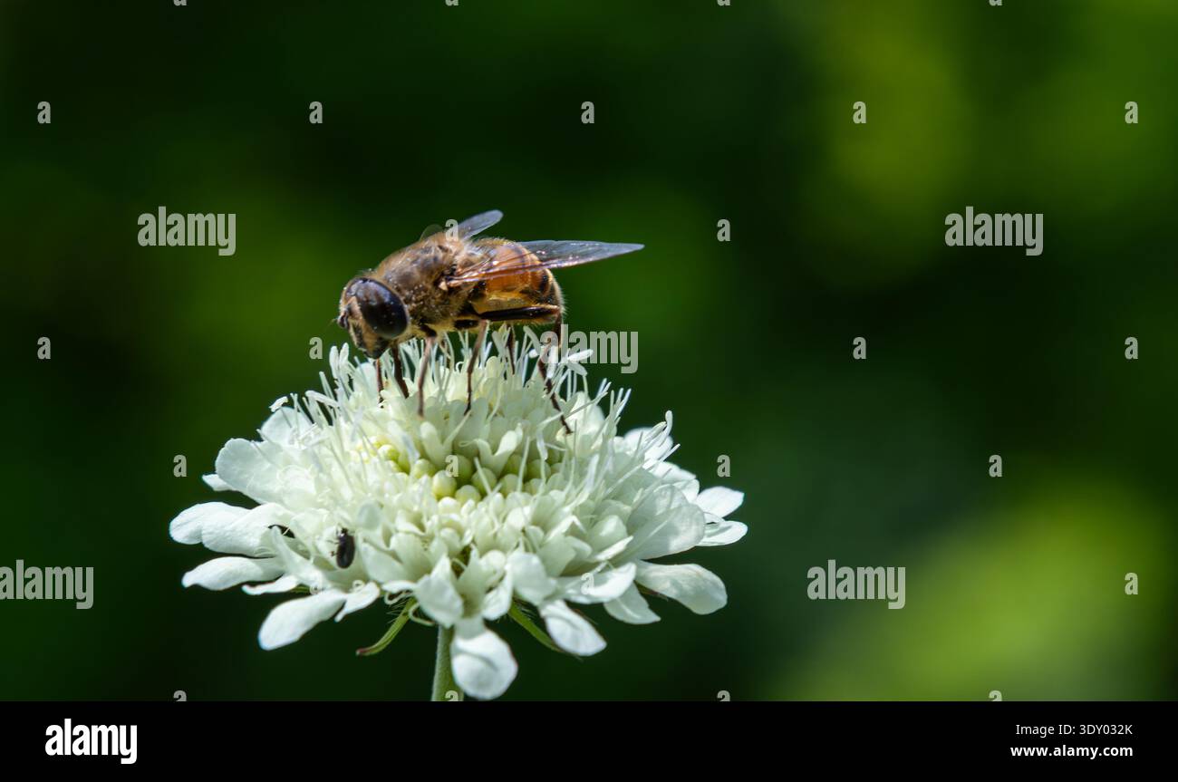 Eristalis tenax è impegnato a raccogliere il nettare da un delicato fiore bianco mentre è circondato da una vegetazione vivace durante una giornata di sole in un giardino. Foto Stock