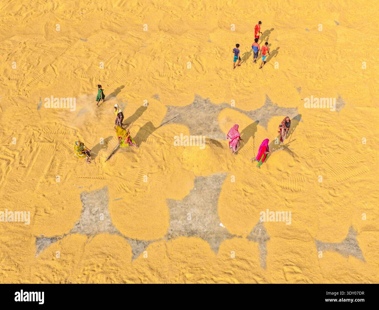 Brahmanbaria, Bangladesh - 24 gennaio 2026: Veduta aerea dei grani baciati dal sole sparsi per il terreno, creando una tela astratta in cui le figure entrano Foto Stock