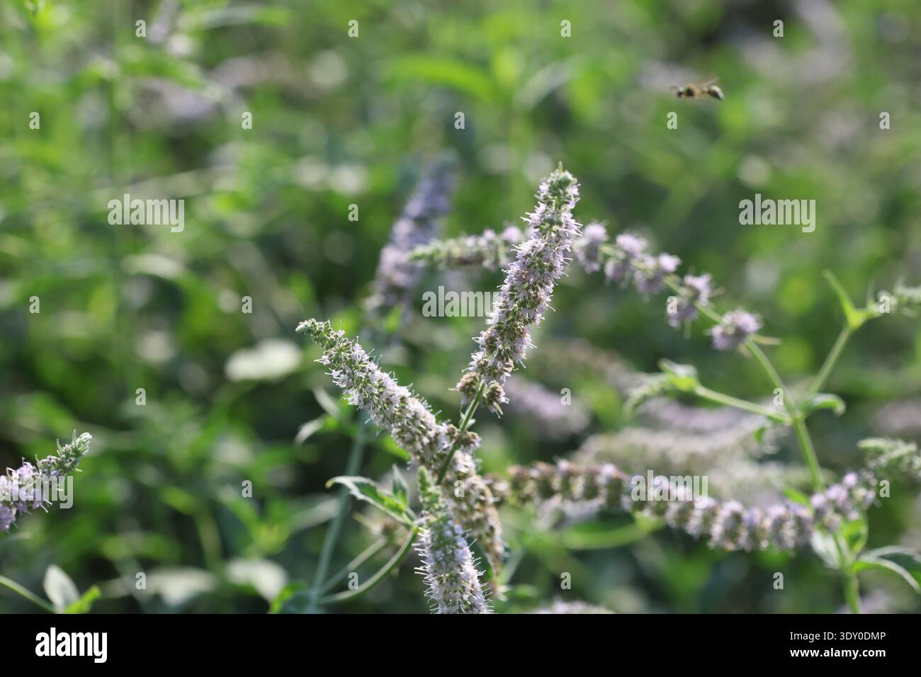 vitex agnus-castus è una pianta originaria della regione mediterranea Foto Stock