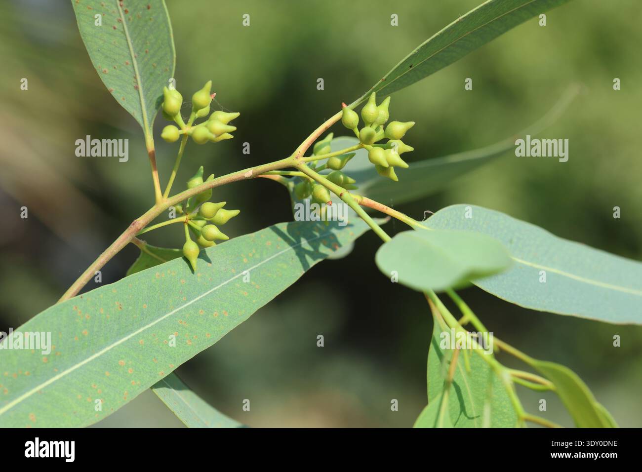 Titolo: Primo piano del ramo dell'albero di eucalipto con foglie verdi lunghe e cialde di semi giovani, fogliame medicinale di eucalipto Globulus con frutta in via di sviluppo Foto Stock