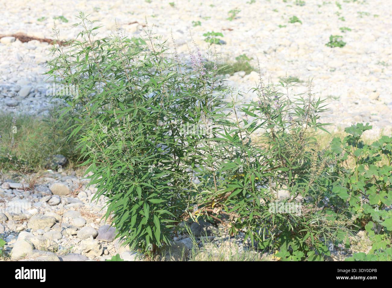 vitex agnus-castus è una pianta originaria della regione mediterranea Foto Stock