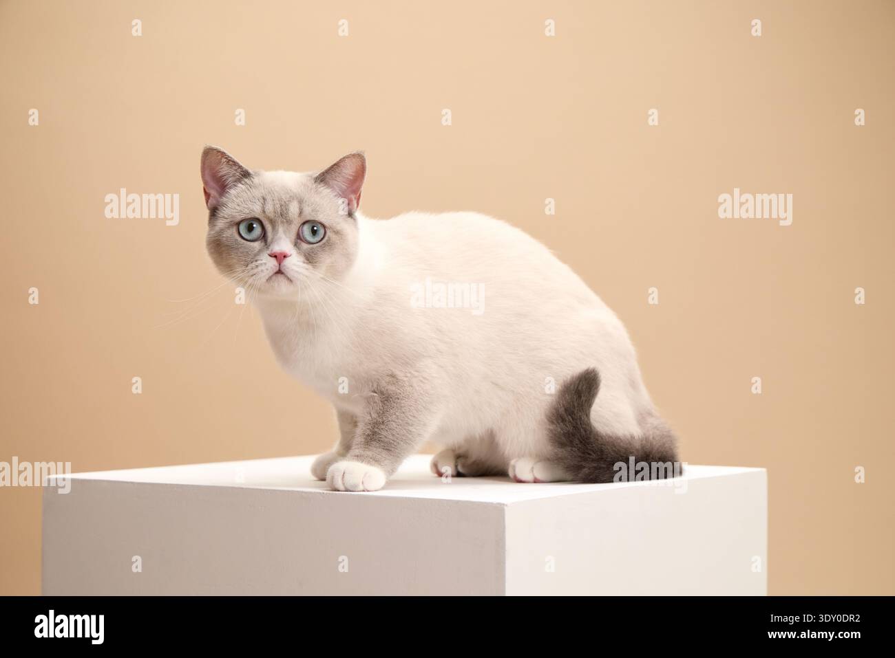 Un gatto color crema British Shorthair si mette in guardia su un piedistallo rettangolare bianco. La postura e lo sguardo del gatto sono stabili, in contrasto con il beige neutro Foto Stock