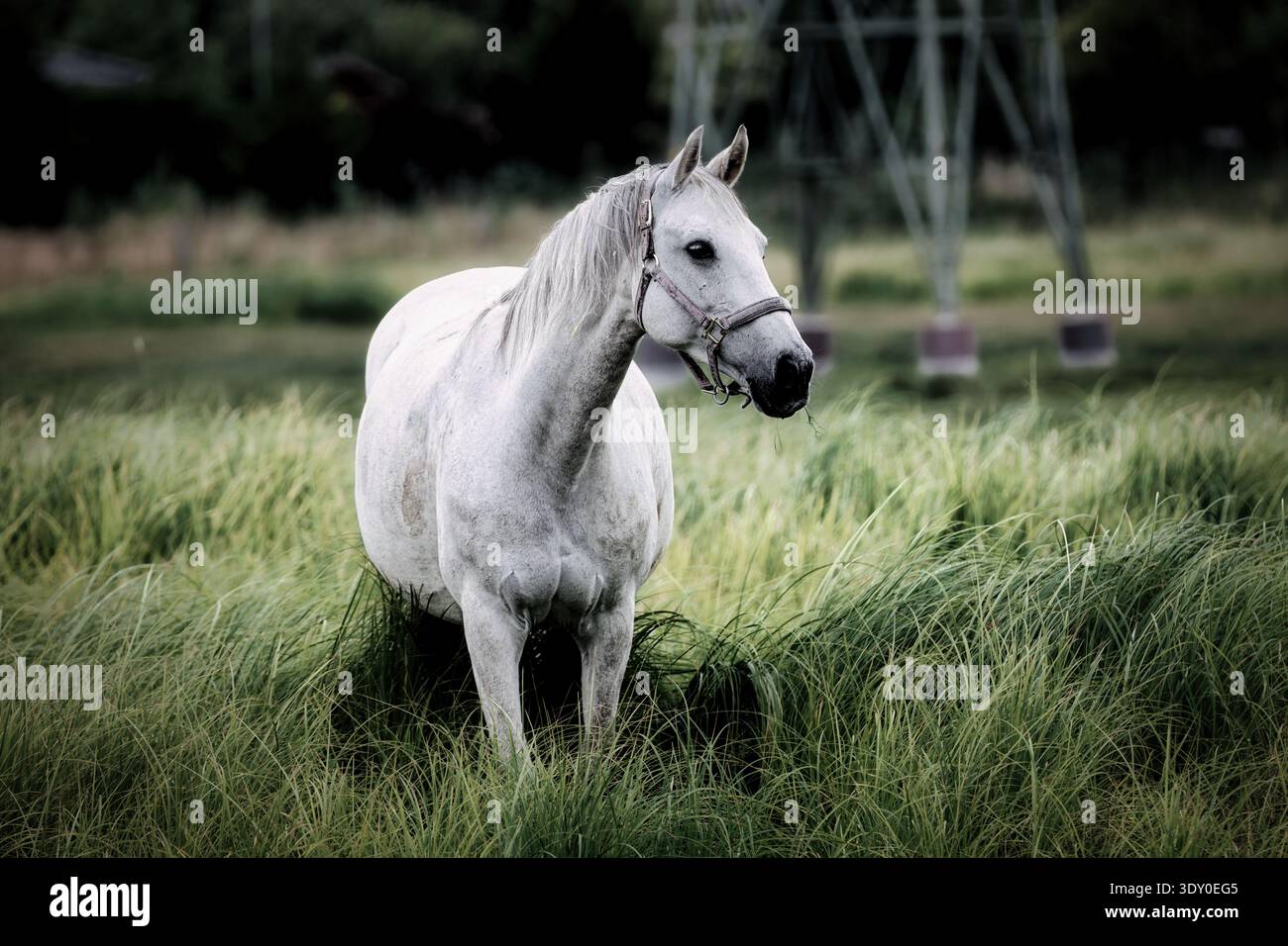 Cavallo bianco in alto prato verde, maestoso stallone grigio in un campo rurale. Foto Stock