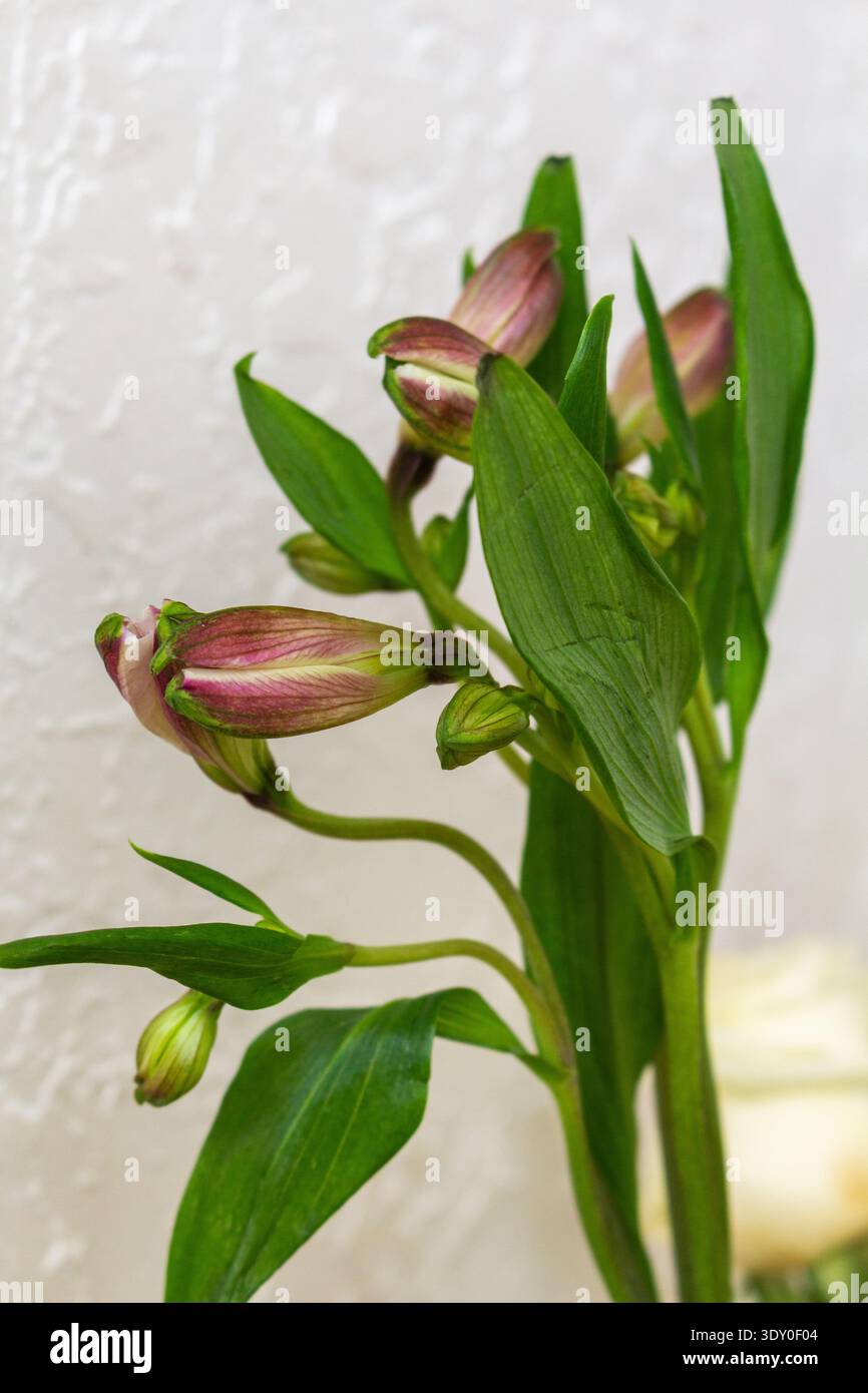 Boccioli di fiori con foglie verdi pronte a fiorire. Petali rosa viola visibili attraverso boccioli chiusi. Primo piano botanico naturale Foto Stock