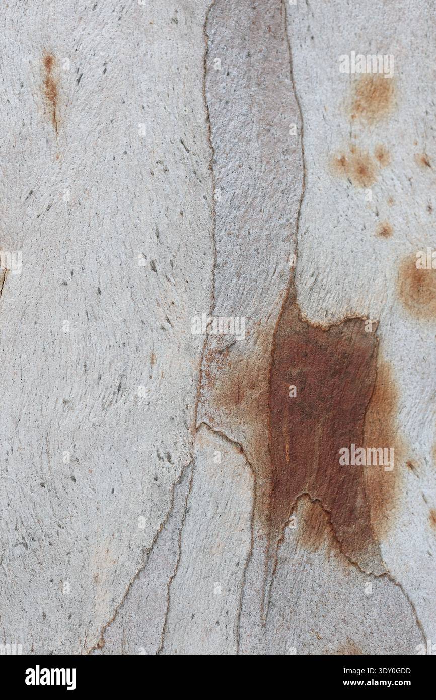 Primo piano della consistenza della corteccia dell'albero di eucalipto Foto Stock