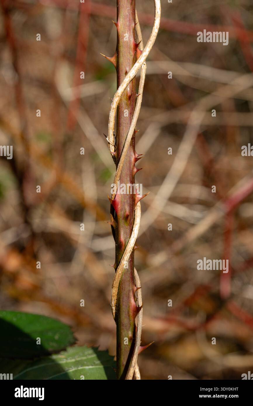 Primo piano di un gambo bramble spinoso con spine rosse affilate e una vite secca che si torce intorno ad esso in un bosco naturale. Foto Stock