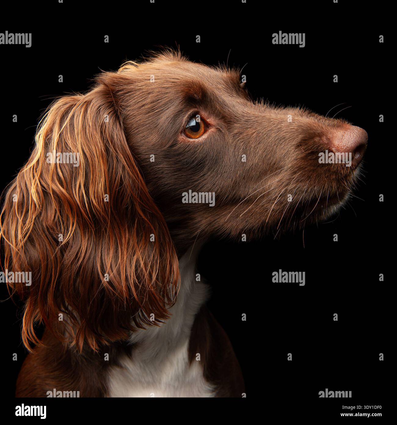 Ritratto della testa di spaniel Foto Stock