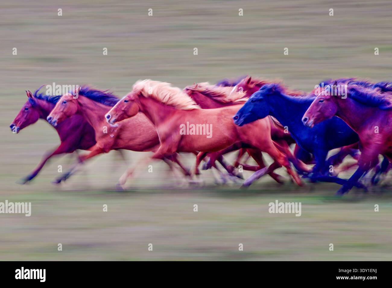 Una mandria dinamica di cavalli che corrono in un campo aperto con effetto di sfocatura del movimento Foto Stock